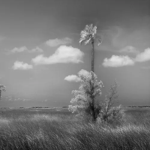 Cedarkey 9 B&W