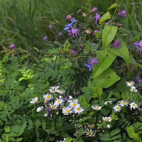 Wildflowers 6