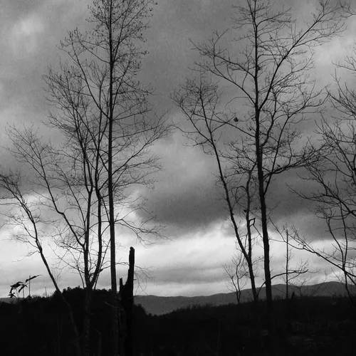 Br Tree Line