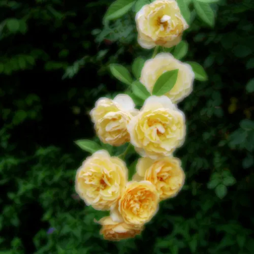 Roses Under