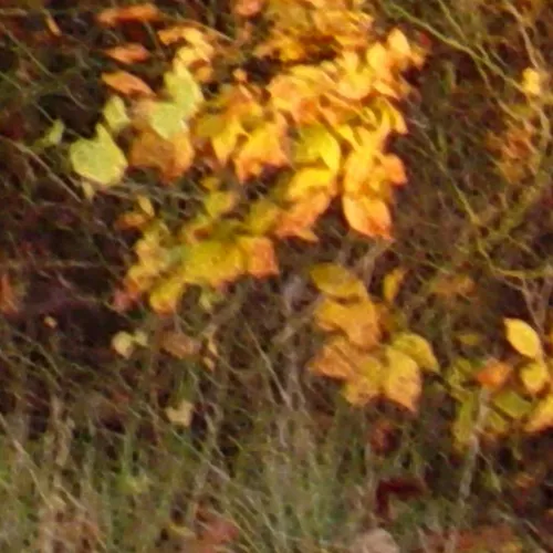 Autumn Grass