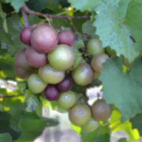 big Grapes