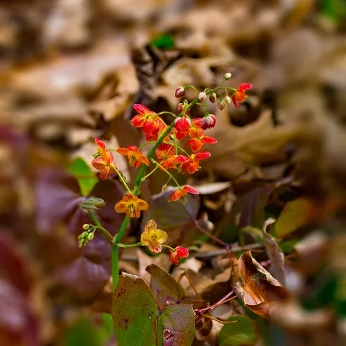 Orangeflower 1