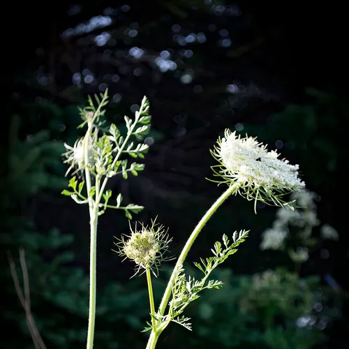 Queenannesnb 1