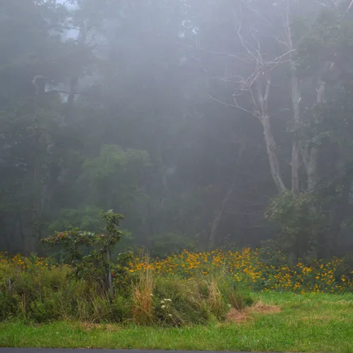 Foggy Landscape