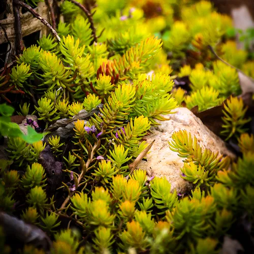 Iceplant 2
