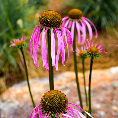 Flower 1 Fl