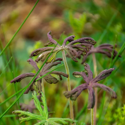 Weed 1