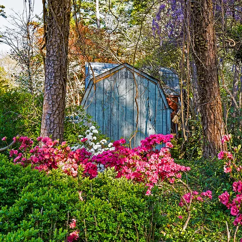 Azaleas 7