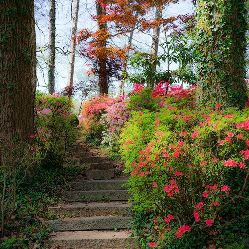 Azaleas 10