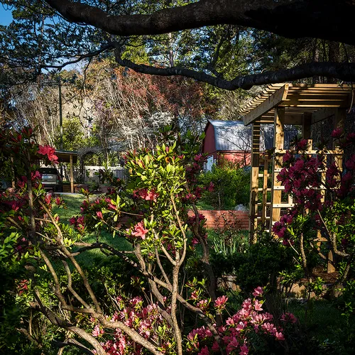 Azaleas 4