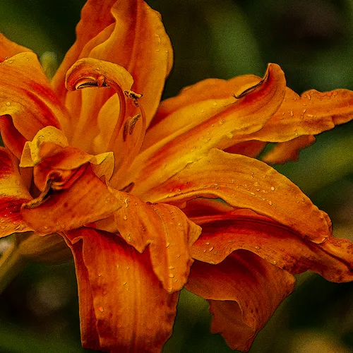 Tripledayliliy 1