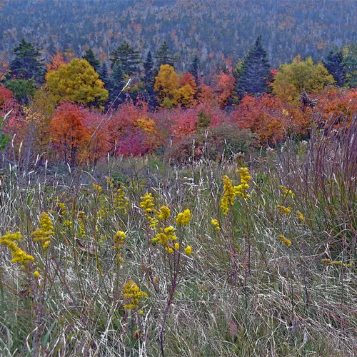 Fallcolor 3