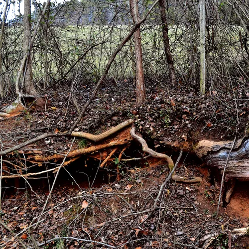 Tree Roots 2