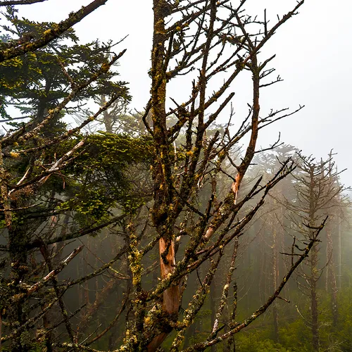 Clingmansdome 2