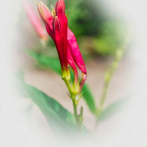 Paintbrush 1