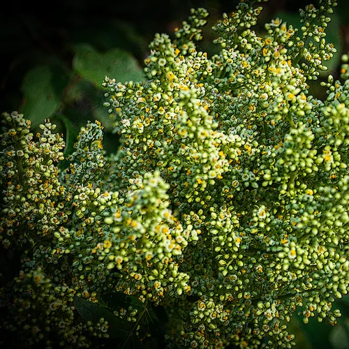 Treeflower
