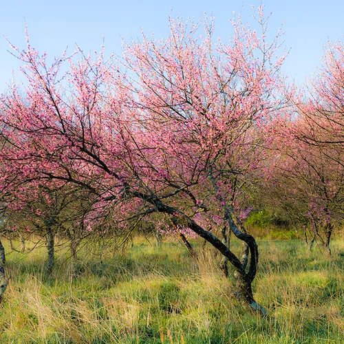 Bloomingtrees 1