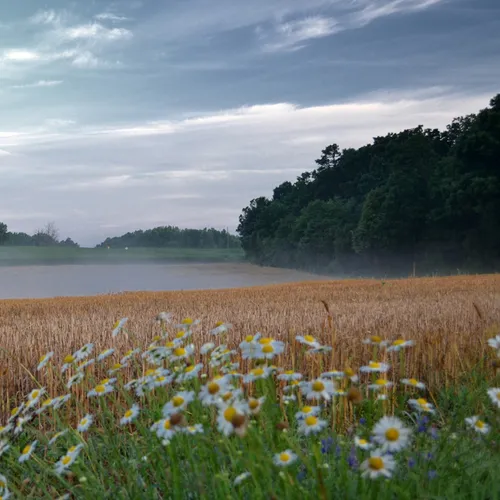 Field Fog