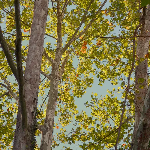 Treetops