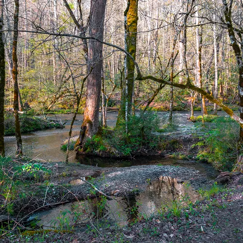 Cadescove 12