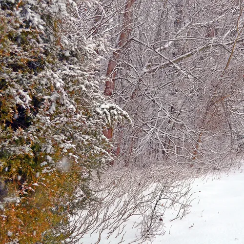 Yard Snow 16