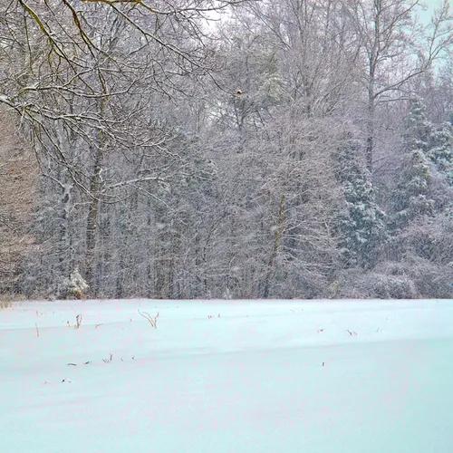 Yard Snow 24