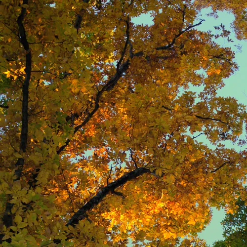 Sunset Trees 2