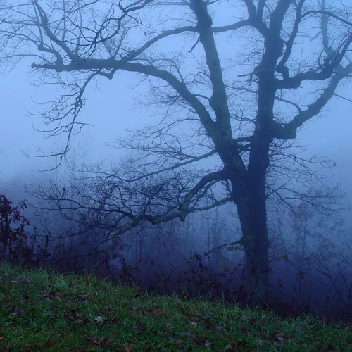Mtn fog