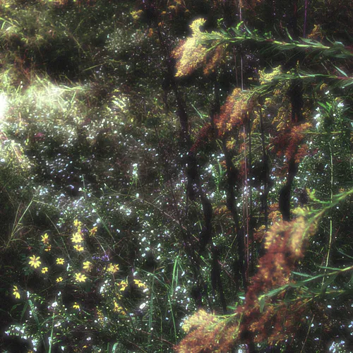 Golden Rod Glow