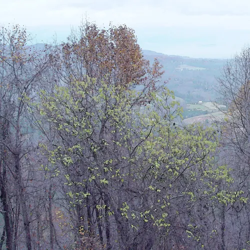 Treeswc