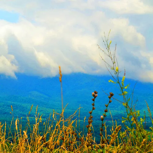 Grasses Clouds