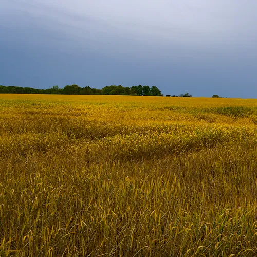 Barley 1