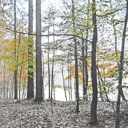 Cp Trees