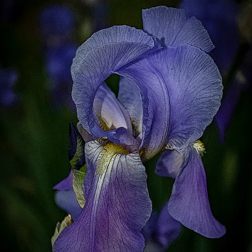 Irisposter
