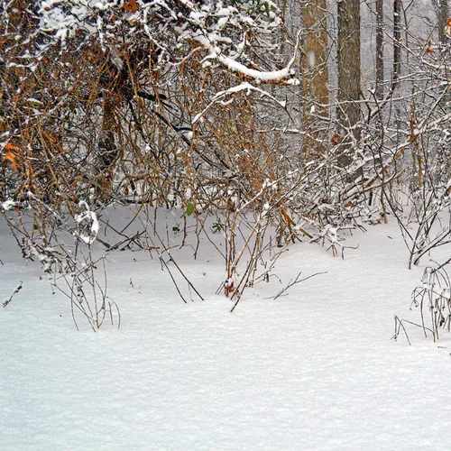 Yard Snow 21