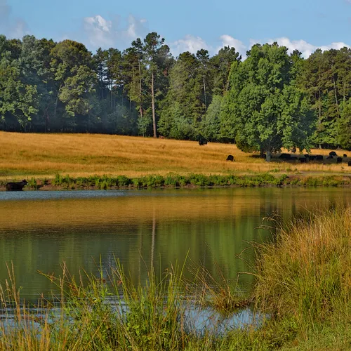 Davie County field