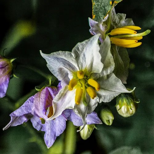 Weedflower 2