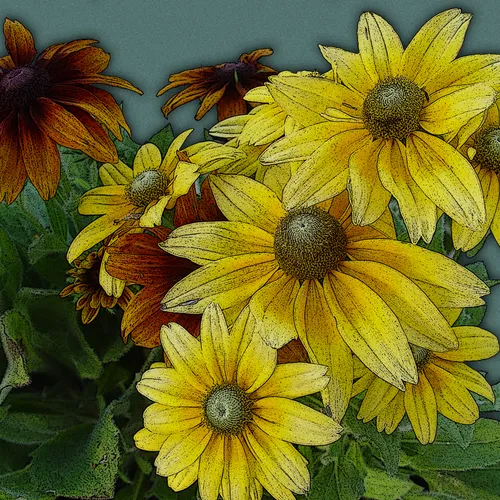 Daisies