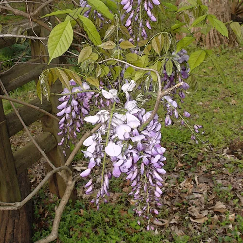 Wysteria 3 wc
