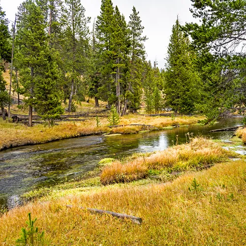 Yellowstone 8