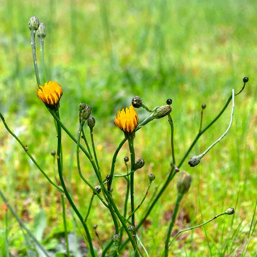 Dandelion 2