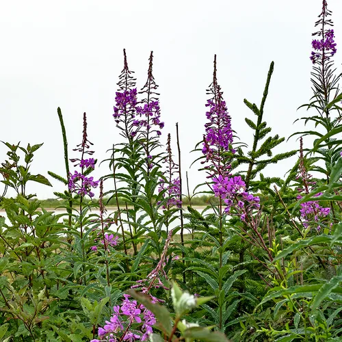 Maine 9