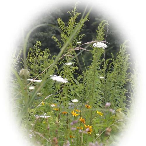 Wildflower Round