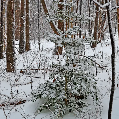 Backyard 6