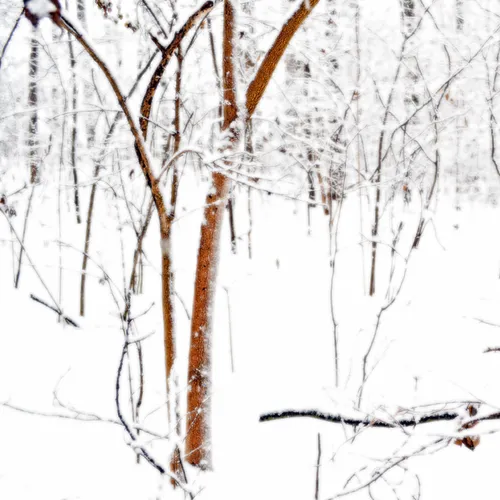 Yard Snow 11