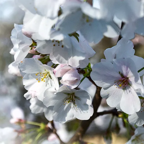 Whiteflowers
