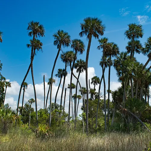 Cedarkey 7