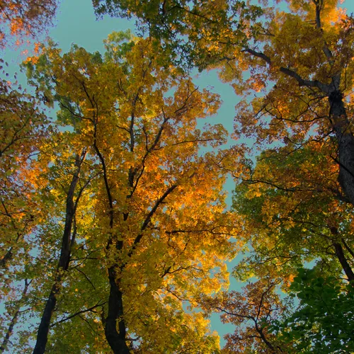 Sunset Trees 3