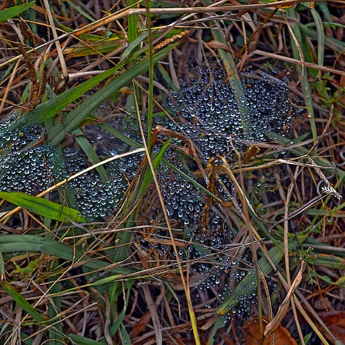 Waterdrops